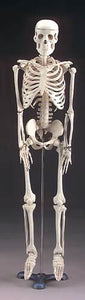 Skeleton Model 34" Tall