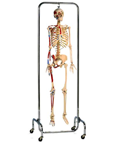 X-Ray Skeleton Model Painted Muscle Labeled X-Ray Opacity & Chrome Full Frame Stand