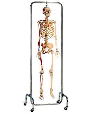 X-Ray Skeleton Model Painted Muscle Labeled X-Ray Opacity & Chrome Full Frame Stand