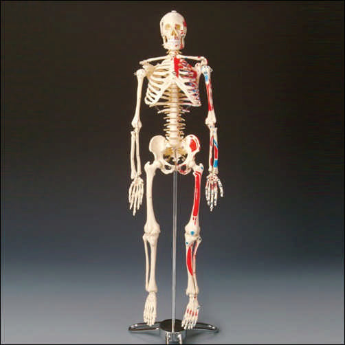 Skeleton Model 27.5" Painted Numbered Muscle Origin