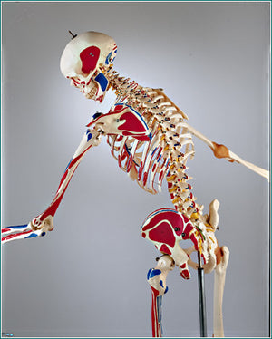 Super Skeleton  Model & Joints & Ligaments