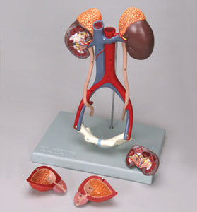 Urinary System Male 5 Part Kidney Adrenal Glands, Vessels,