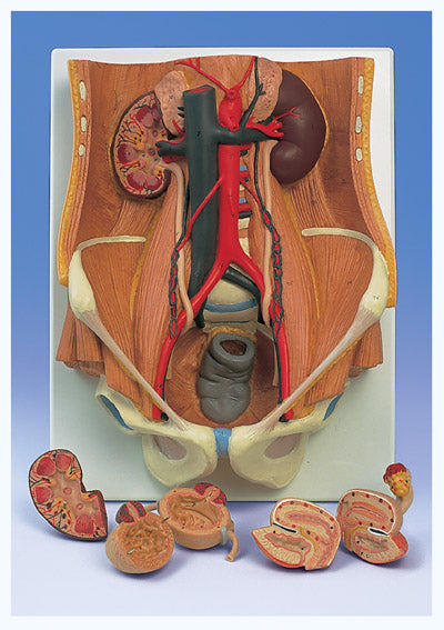 Urinary System Dual Sex 6 Part