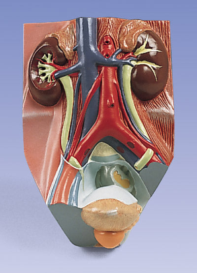 Urinary System Male 0.75 Times Full-Size