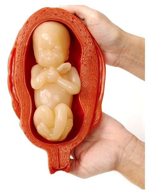 Uterus And Fetus Model Set Of 10 pc.