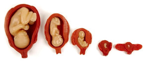 Uterus And Fetus Model Set Of 10 pc.